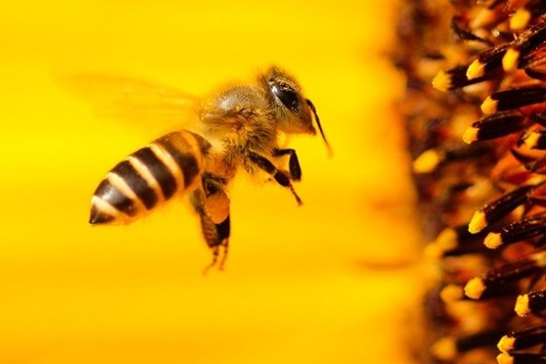 honey bee